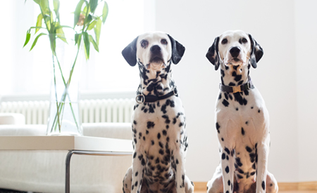 Two dalmatians sat together